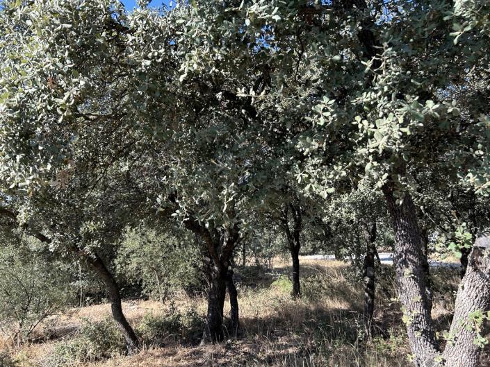 Image No.47-3 Bed Cortijo for sale