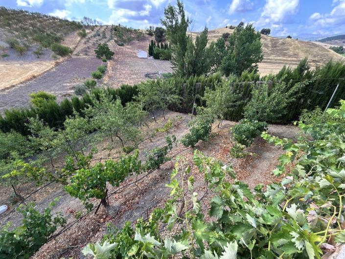 Image No.37-7 Bed Cortijo for sale