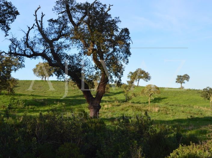 Image No.1-Plot for sale