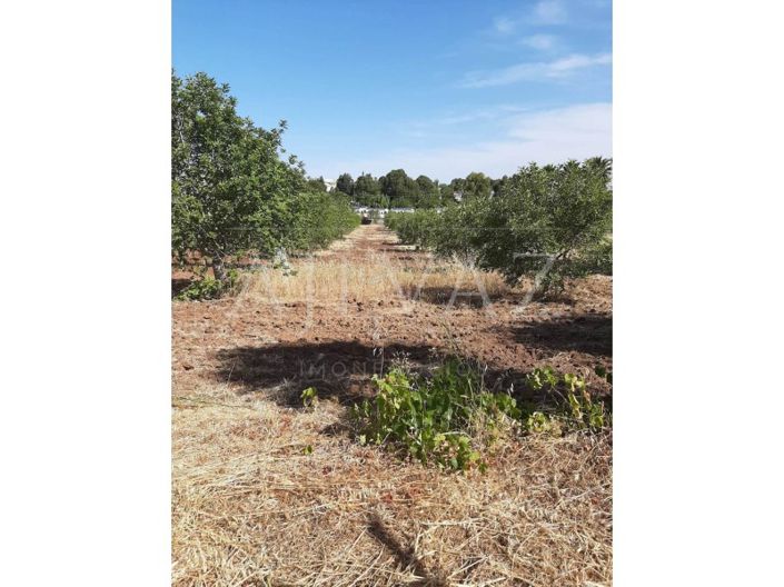 Image No.37-5 Bed Farmhouse for sale