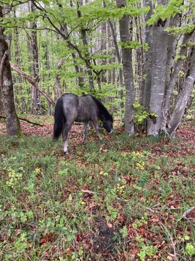 Image No.4-11 Bed Property for sale