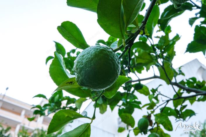 Image No.7-6 Bed House for sale