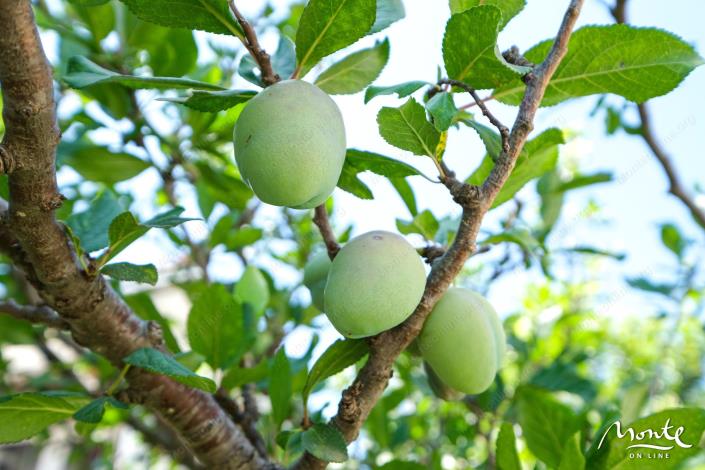 Image No.5-6 Bed House for sale