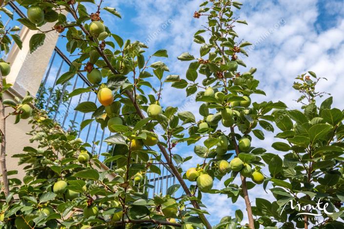 Image No.42-3 Bed House for sale