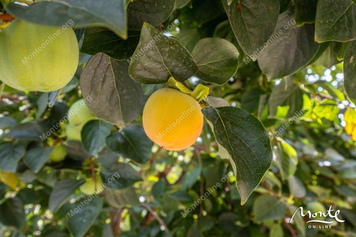 Image No.44-3 Bed House for sale