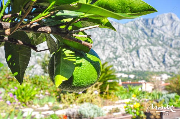 Image No.21-4 Bed House for sale