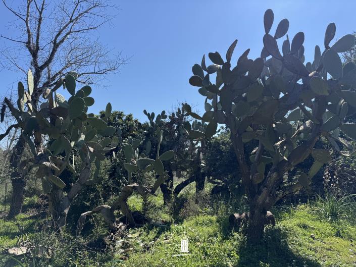 Image No.11-Land for sale