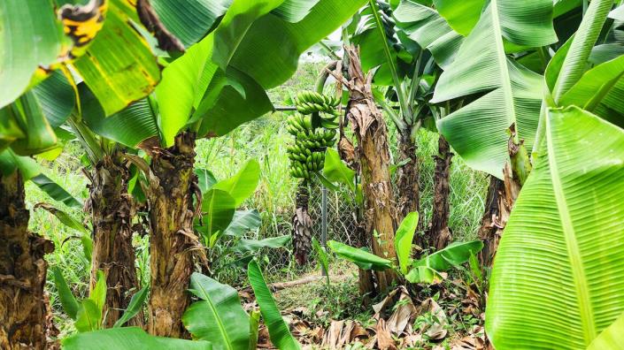 Image No.15-3 Bed House for sale