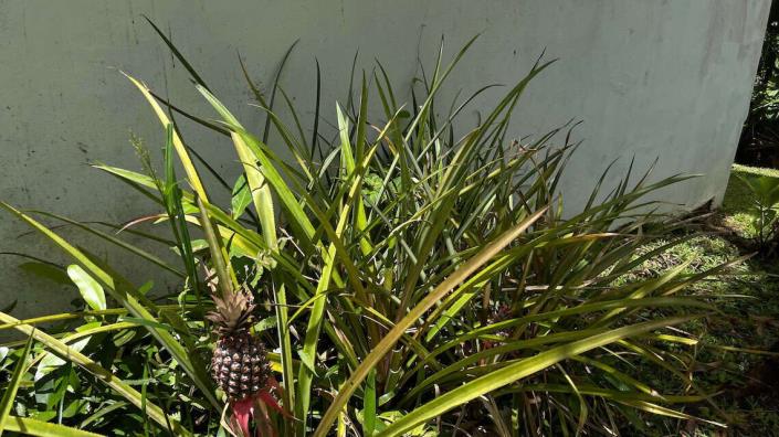 Image No.21-3 Bed House for sale