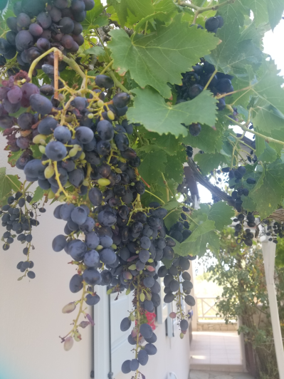 Image No.3-3 Bed House/Villa for sale