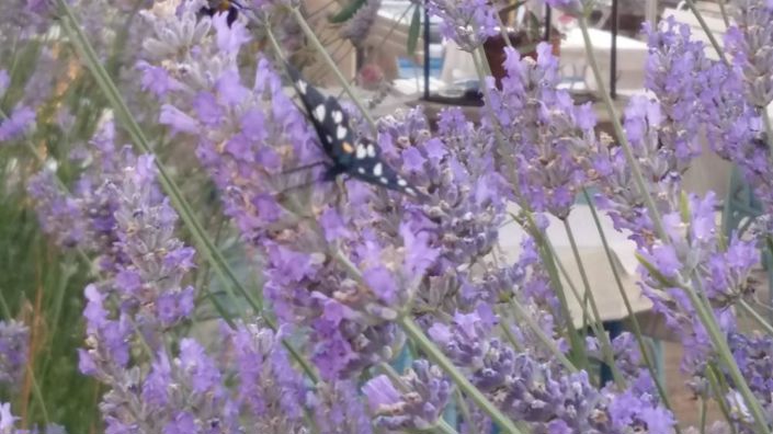 Image No.2-Property for sale