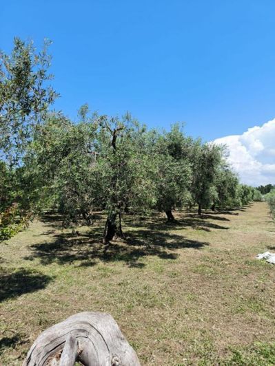 Image No.20-4 Bed Property for sale