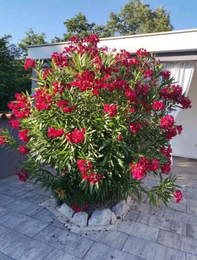 Image No.8-6 Bed Property for sale