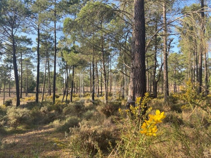 Image No.8-4 Bed Villa for sale