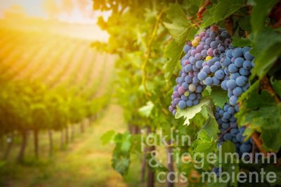 66ba297991a77m124200