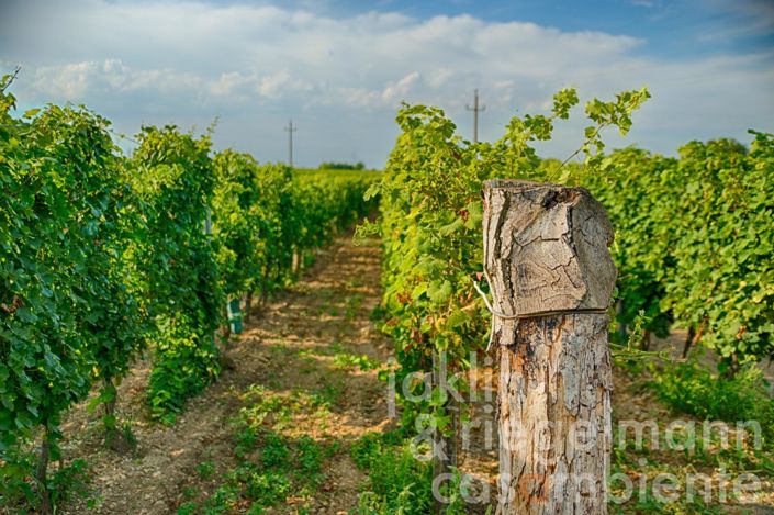 Image No.2-Vineyard for sale