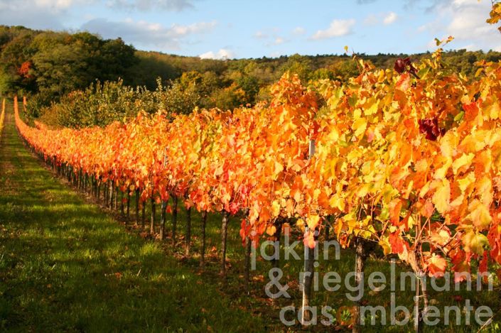Image No.3-Vineyard for sale