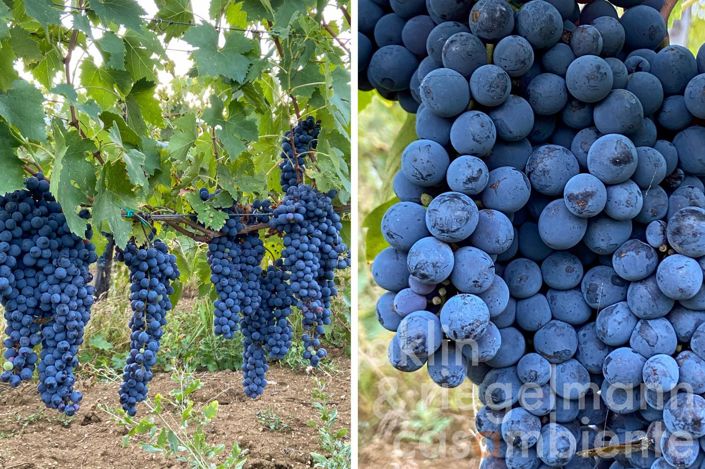 Image No.61-10 Bed Country House for sale