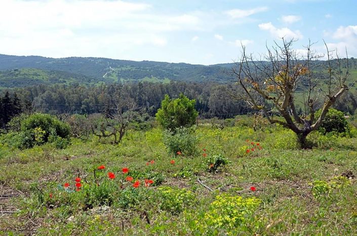 Image No.26-3 Bed Country House for sale