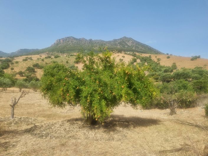 Image No.7-6 Bed Property for sale