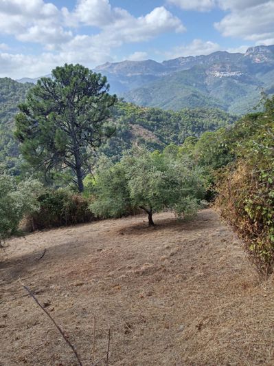 Image No.13-2 Bed Finca for sale