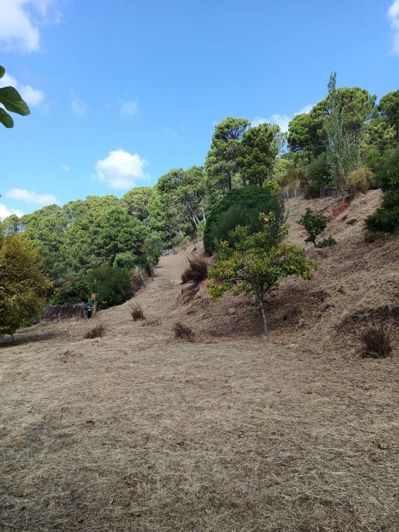 Image No.14-2 Bed Finca for sale