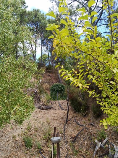 Image No.18-2 Bed Finca for sale