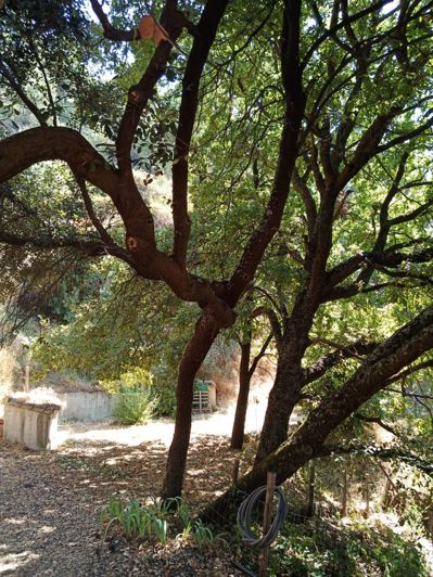 Image No.21-2 Bed Finca for sale