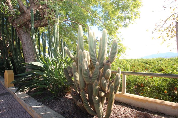 Image No.38-6 Bed Finca for sale