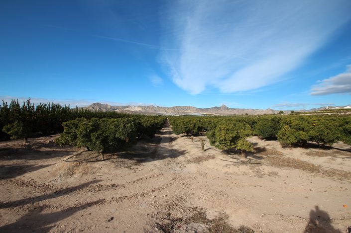 Image No.44-6 Bed Finca for sale